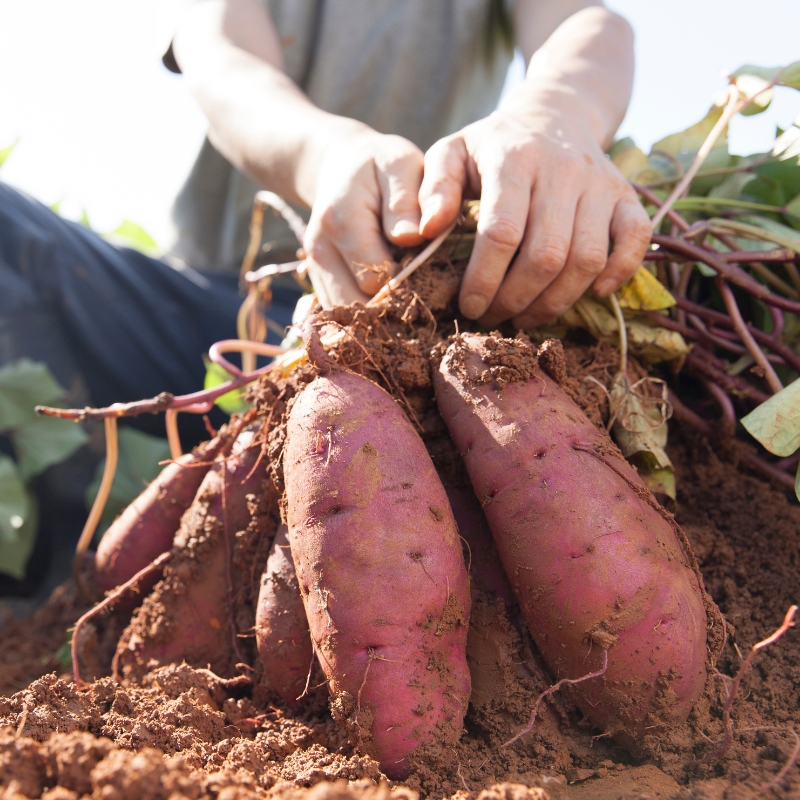 Sweet Potato